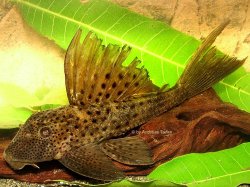 Hypostomus sp. `RIO JATAPU 2` - Click for species page